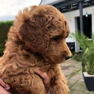 Welpen Bilder !-Beitrag-Bild