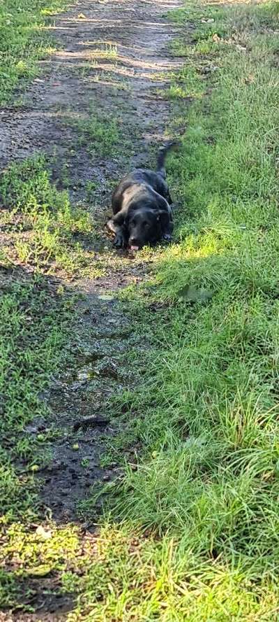 Aussies-Beitrag-Bild