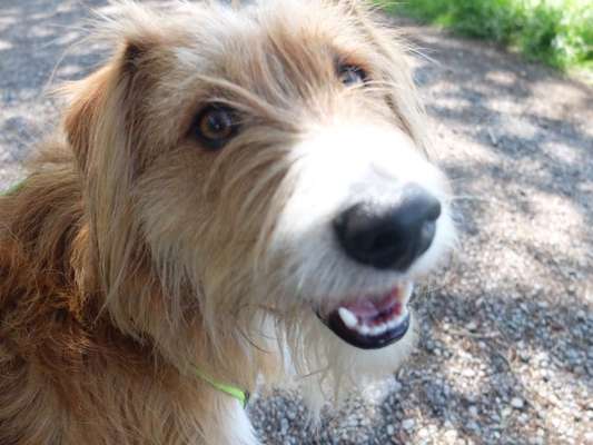 Auslandstierschutz-Beitrag-Bild