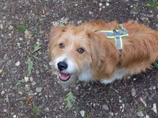 Auslandstierschutz-Beitrag-Bild