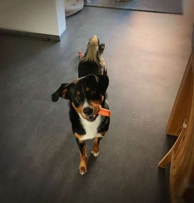 Appenzeller Sennenhunde-Beitrag-Bild