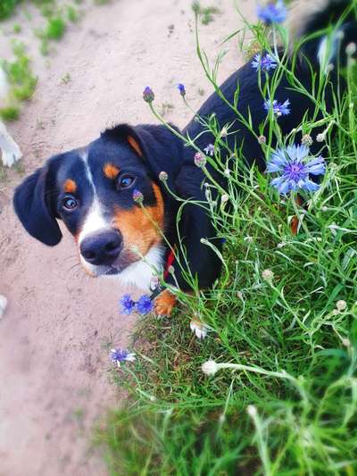 Appenzeller Sennenhunde-Beitrag-Bild