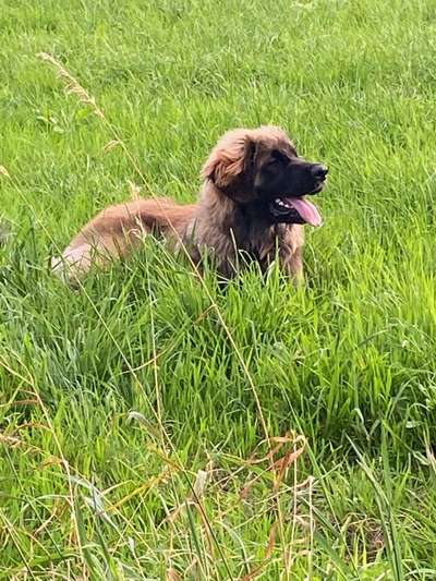Leonberger-Beitrag-Bild