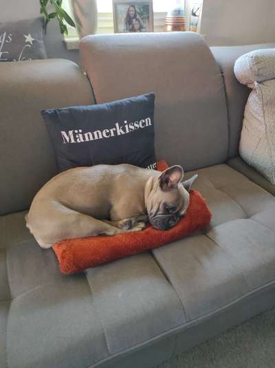 Französische Bulldoggen-Beitrag-Bild