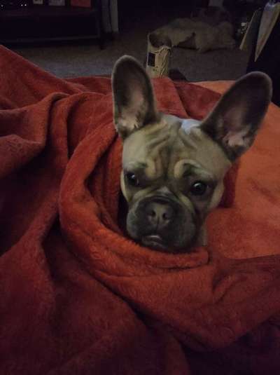 Französische Bulldoggen-Beitrag-Bild