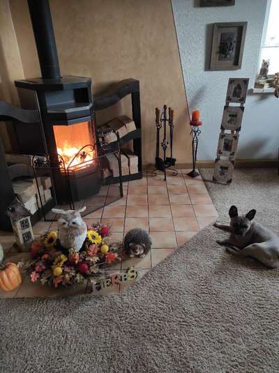 Französische Bulldoggen-Beitrag-Bild