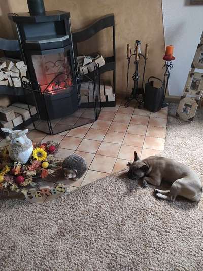 Französische Bulldoggen-Beitrag-Bild