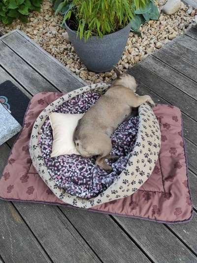 Französische Bulldoggen-Beitrag-Bild