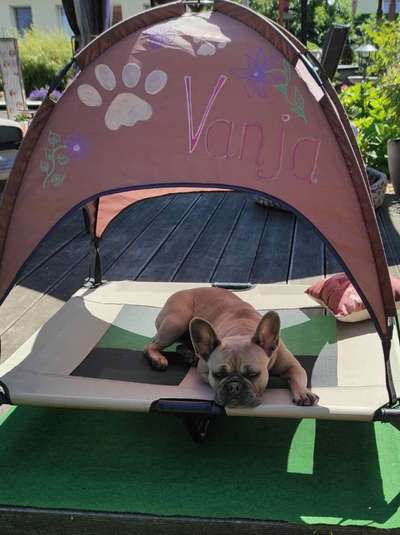 Französische Bulldoggen-Beitrag-Bild