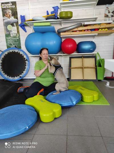 Französische Bulldoggen-Beitrag-Bild