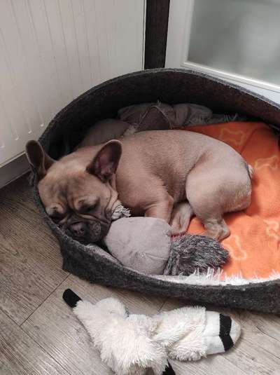 Französische Bulldoggen-Beitrag-Bild