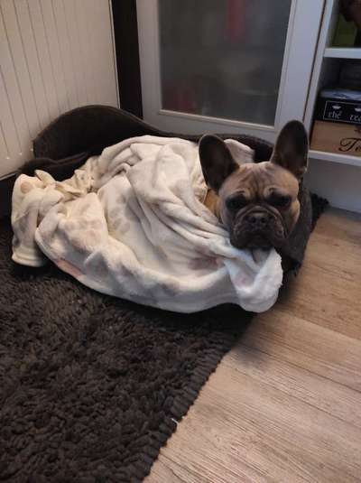 Französische Bulldoggen-Beitrag-Bild