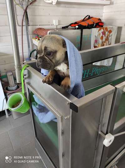 Französische Bulldoggen-Beitrag-Bild