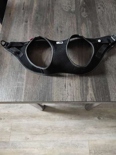 Französische Bulldoggen-Beitrag-Bild