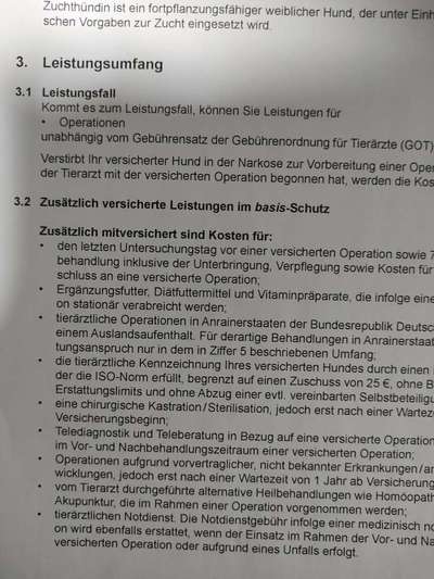 Französische Bulldoggen-Beitrag-Bild