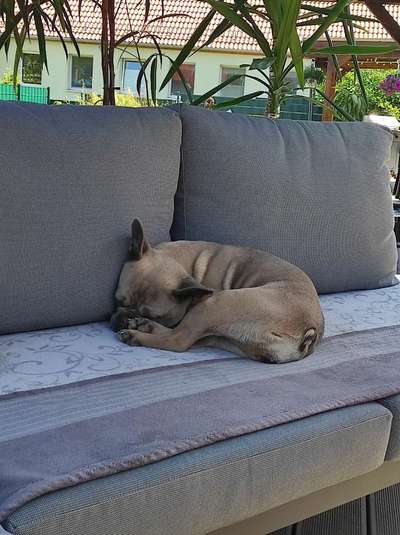 Französische Bulldoggen-Beitrag-Bild