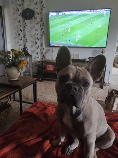 Französische Bulldoggen-Beitrag-Bild