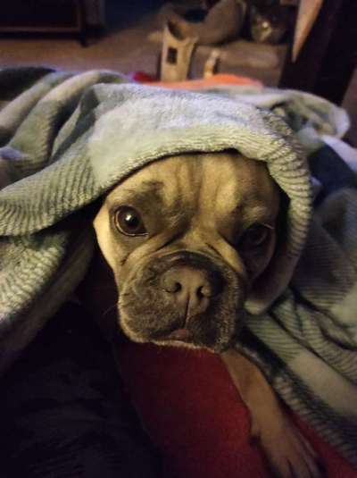 Französische Bulldoggen-Beitrag-Bild