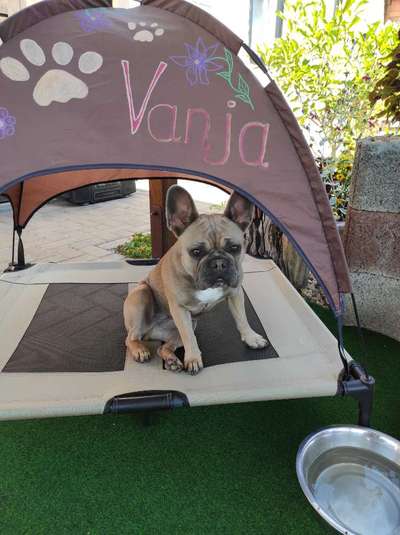 Französische Bulldoggen-Beitrag-Bild