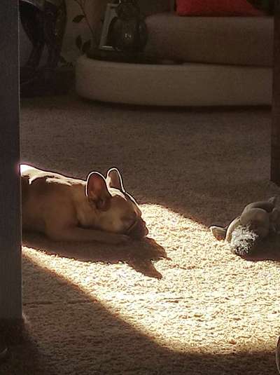 Französische Bulldoggen-Beitrag-Bild