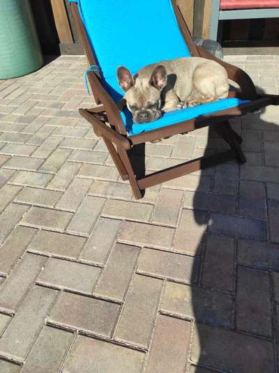 Französische Bulldoggen-Beitrag-Bild