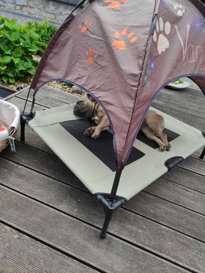 Französische Bulldoggen-Beitrag-Bild