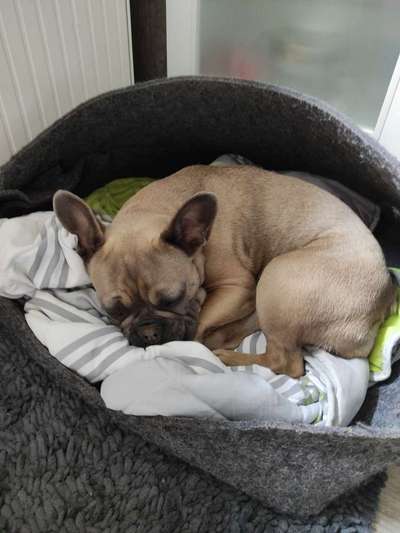 Französische Bulldoggen-Beitrag-Bild