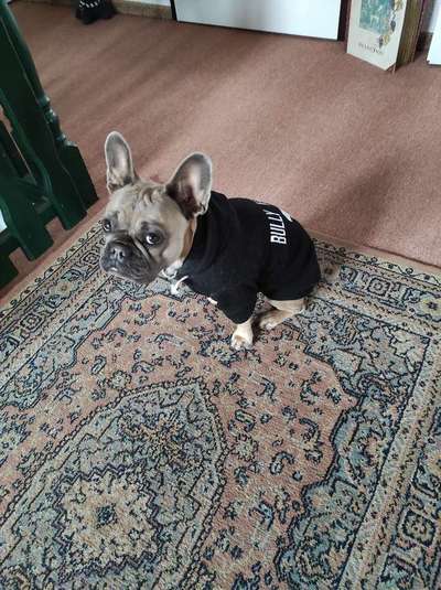 Französische Bulldoggen-Beitrag-Bild