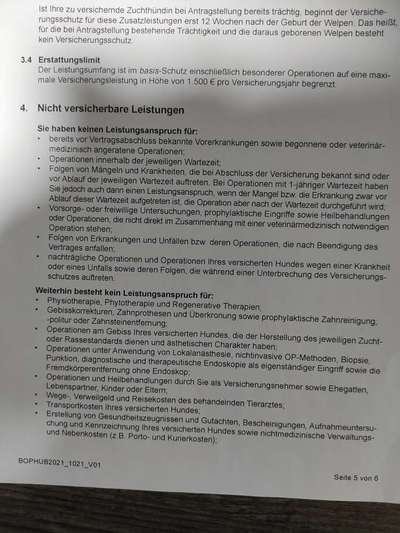 Französische Bulldoggen-Beitrag-Bild