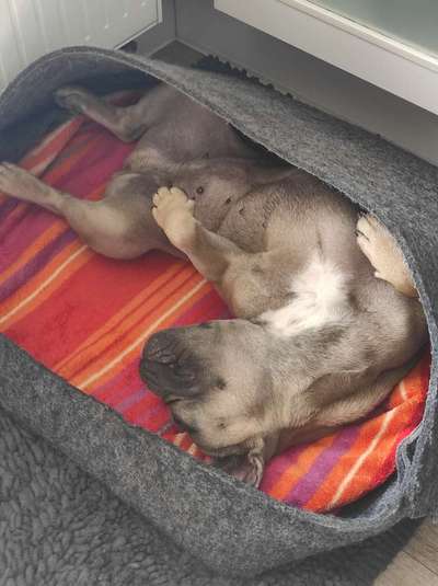 Französische Bulldoggen-Beitrag-Bild