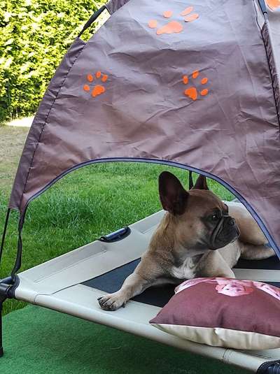 Französische Bulldoggen-Beitrag-Bild