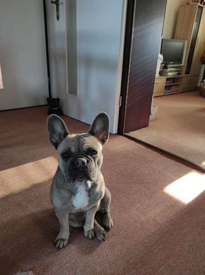 Französische Bulldoggen-Beitrag-Bild