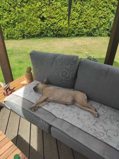 Französische Bulldoggen-Beitrag-Bild