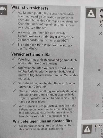 Französische Bulldoggen-Beitrag-Bild