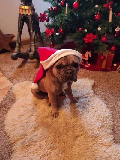 Französische Bulldoggen-Beitrag-Bild