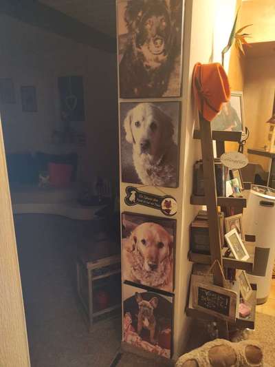 Französische Bulldoggen-Beitrag-Bild