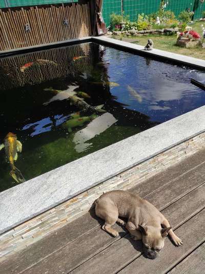 Französische Bulldoggen-Beitrag-Bild