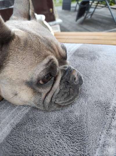 Französische Bulldoggen-Beitrag-Bild