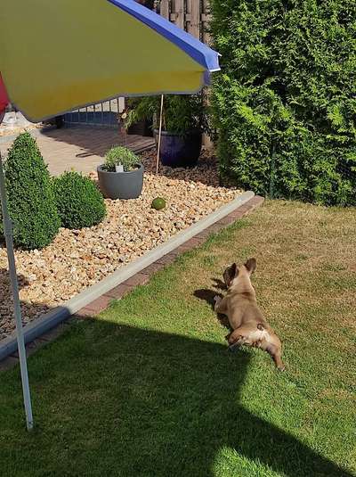 Französische Bulldoggen-Beitrag-Bild