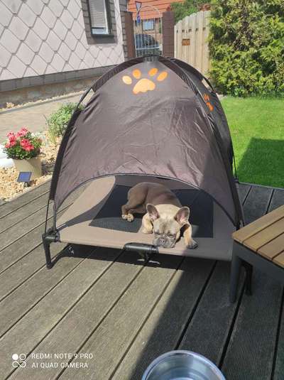 Französische Bulldoggen-Beitrag-Bild