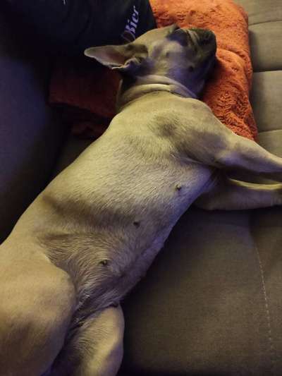 Französische Bulldoggen-Beitrag-Bild