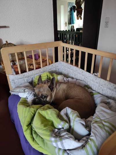 Französische Bulldoggen-Beitrag-Bild