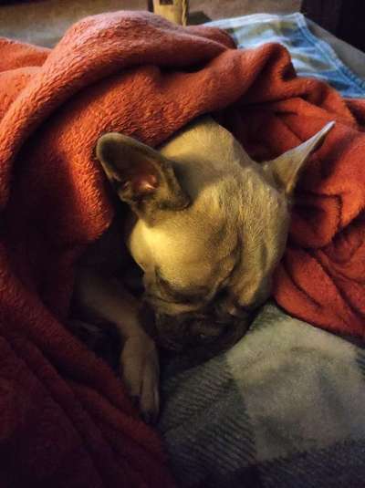 Französische Bulldoggen-Beitrag-Bild