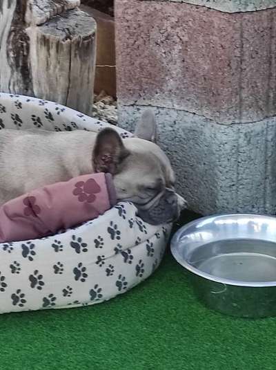 Französische Bulldoggen-Beitrag-Bild