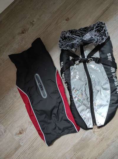 Französische Bulldoggen-Beitrag-Bild