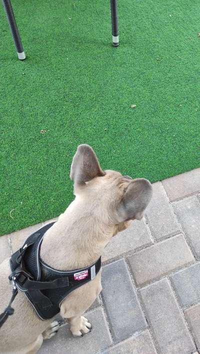 Französische Bulldoggen-Beitrag-Bild