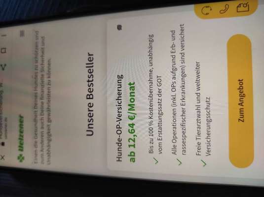 Französische Bulldoggen-Beitrag-Bild