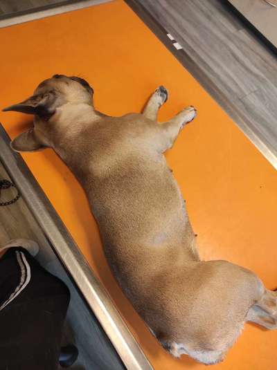 Französische Bulldoggen-Beitrag-Bild