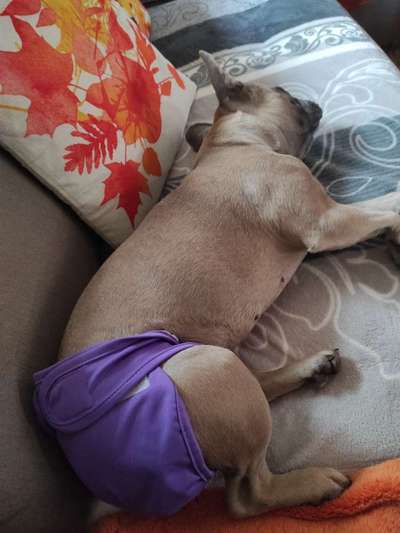 Französische Bulldoggen-Beitrag-Bild