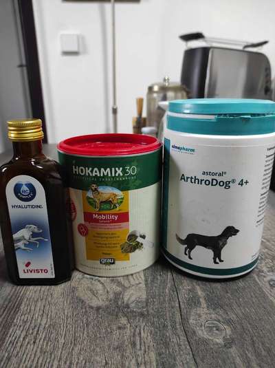 Französische Bulldoggen-Beitrag-Bild